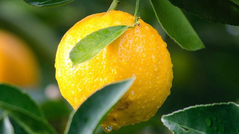 分子生物学试剂定制代工：揭秘定制化服务背后的技术奥秘**